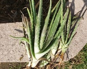 Aloe Vera Plant