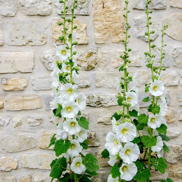 Hollyhock Flower Seeds White 100+ in a pack