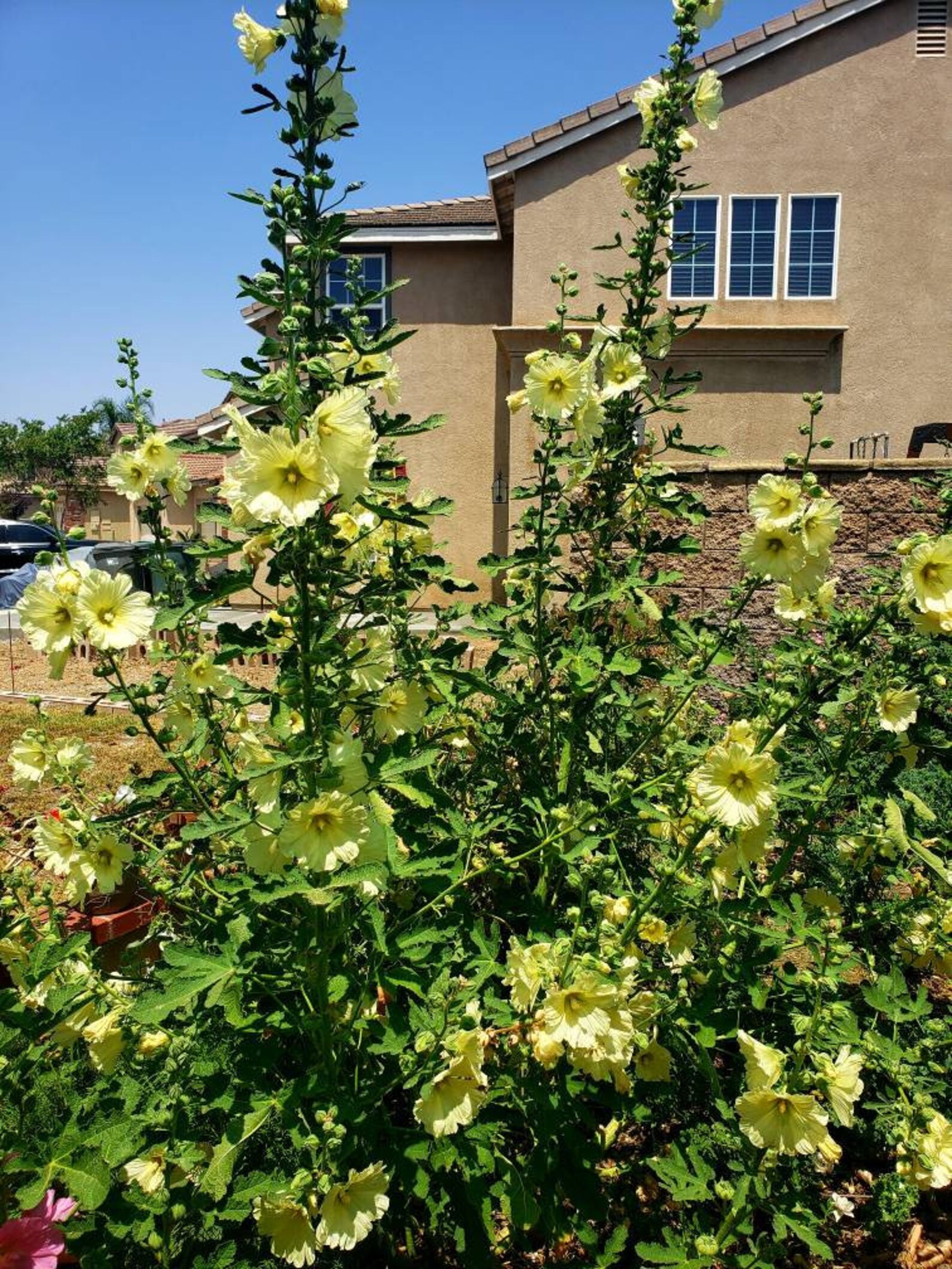 Hollyhock Flower Seeds Yellow 100 in a Pack - Etsy