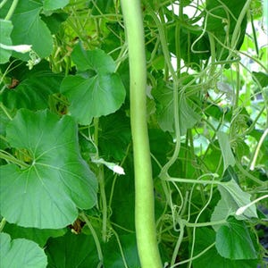 Long giant Opo Squash / Lauki / Calabash / Bottle Gourd / Trái Bầu / Churacka  / Sorakkai Seeds