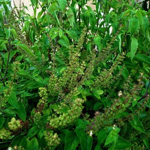 Seeds - Rama Tulsi Holy Basil, Ocimum