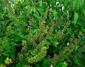 Seeds - Rama Tulsi Holy Basil, Ocimum