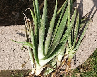 Aloe Vera Plant