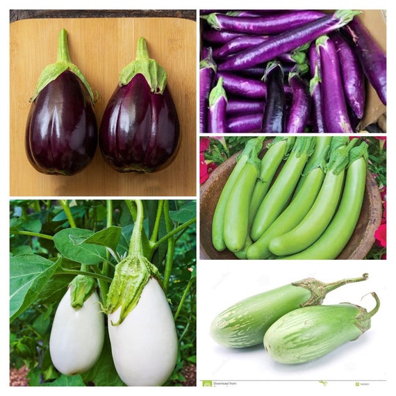 Seeds Mixed Eggplant, Aubergine, Guinea Squash, Brinjal, Vazhuthananga,  Baingan, Melanzana -  Canada