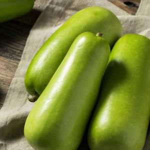 30+ Opo Squash / Lauki / Calabash / Bottle Gourd / Trái Bầu / Churacka  / Sorakkai Seeds