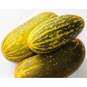 Seeds: Cucumber, Golden Melon, Dosakai, Dosekaya, Kanivellari, Vellaricka, Khira, Kheera, Kakdi, Sausha