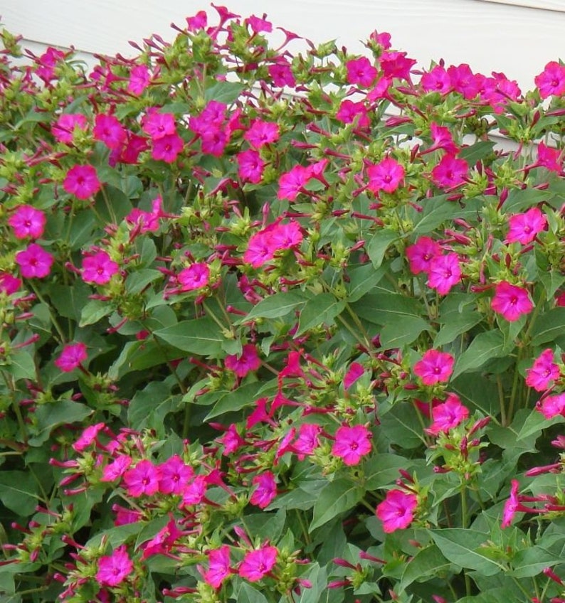 Four O' Clock Flower Seeds Etsy