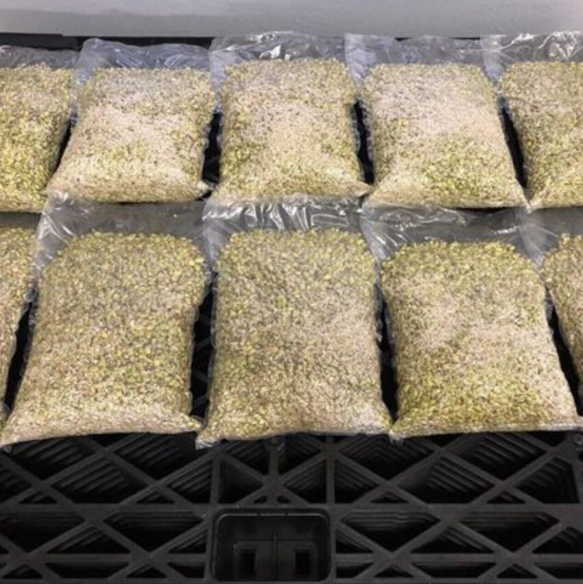 10 Rare Monstera Albo Pink Color Variegated Plant Seeds Safe Etsy Canada