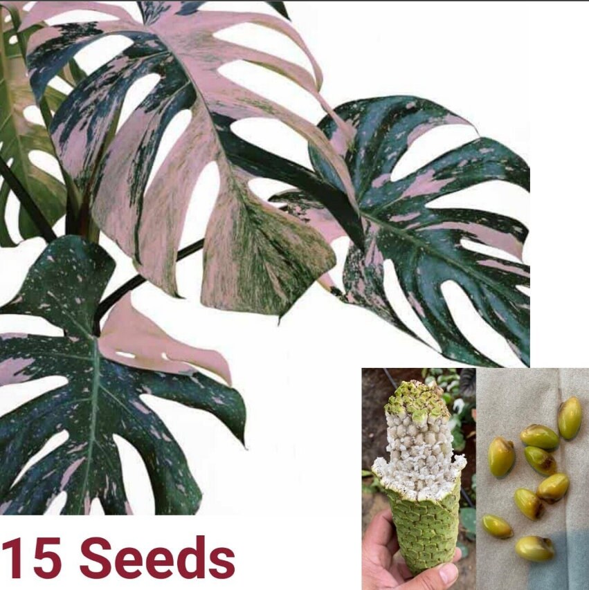 10 Rare Monstera Albo Pink Color Variegated Plant Seeds Safe Etsy Canada