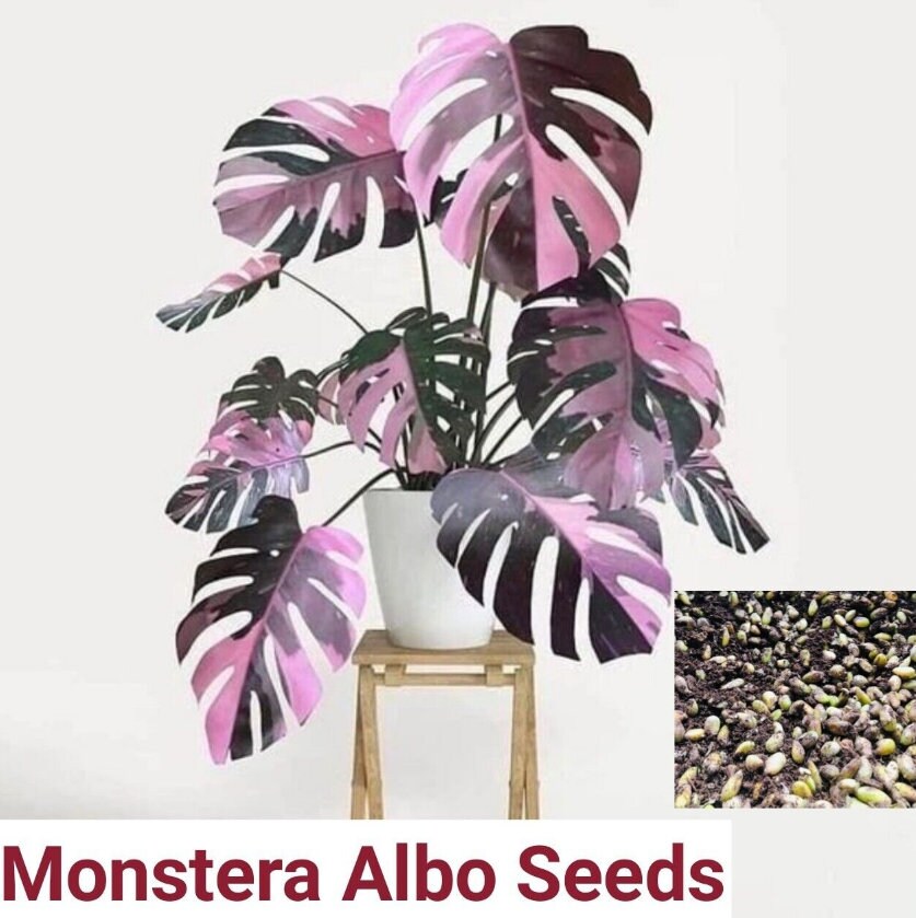 10 Rare Monstera Albo Pink Color Variegated Plant Seeds Safe Etsy Canada