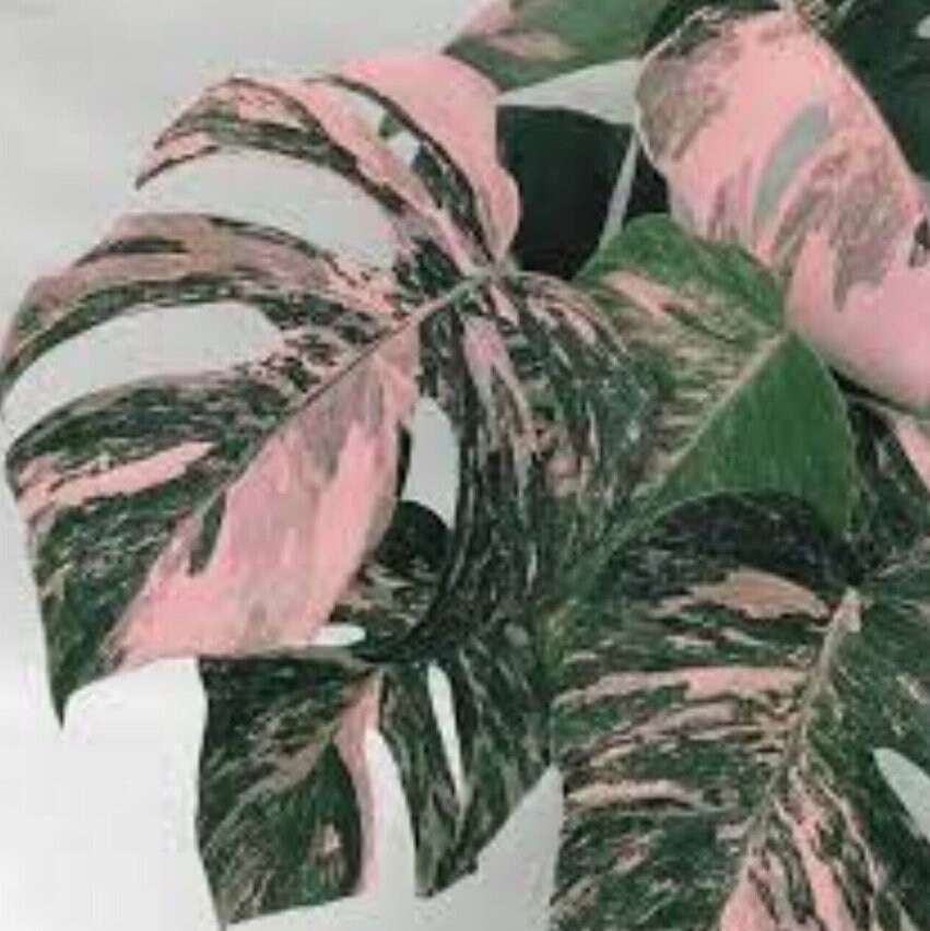 5 Rare Monstera Albo PINK Color Variegated Rooted Cutting Etsy Canada
