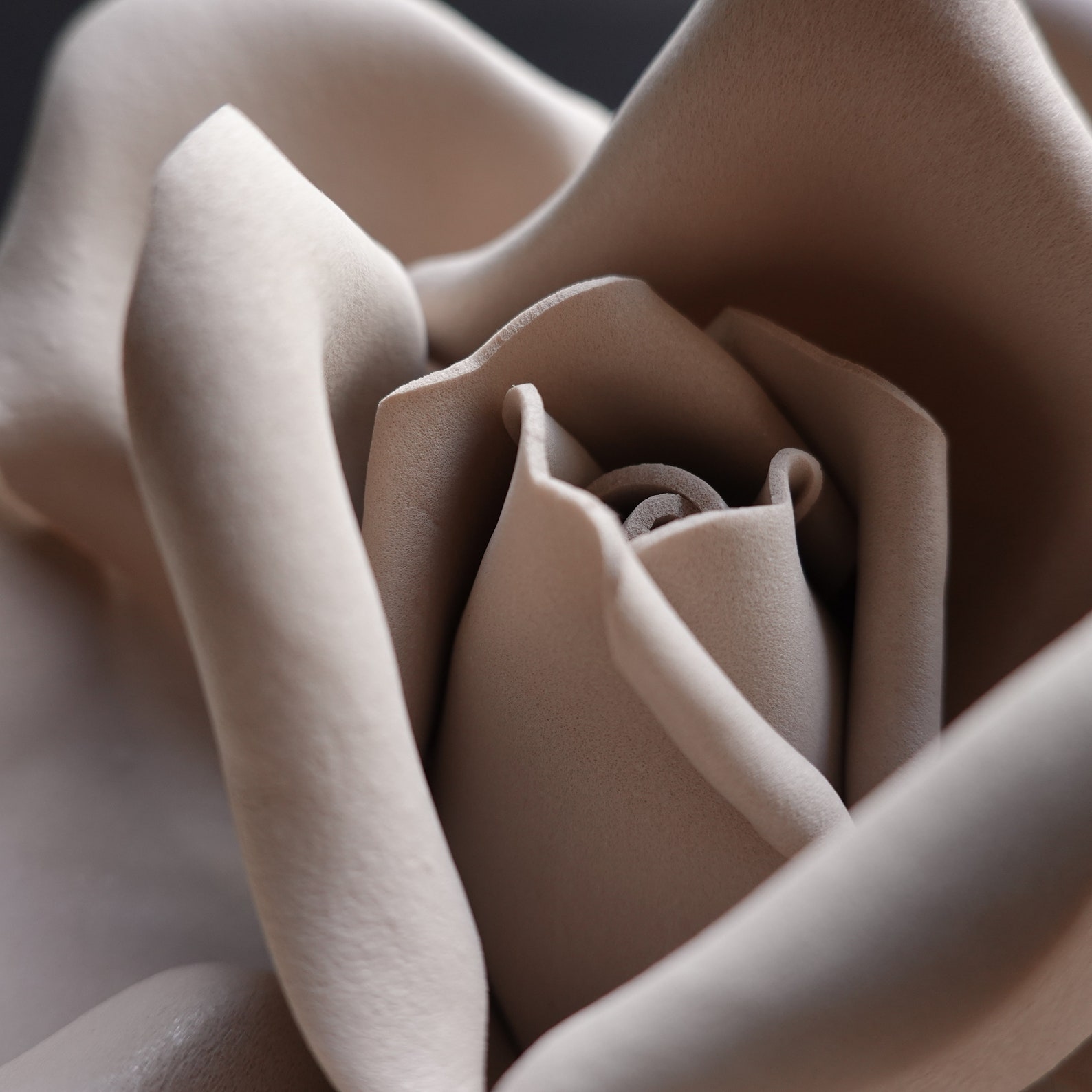 PASTEL BROWN ROSE Wandblume Hintergrund für Kindergarten ...