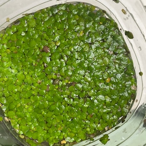 DUCKWEED Live Floating Aquarium Plants 30+
