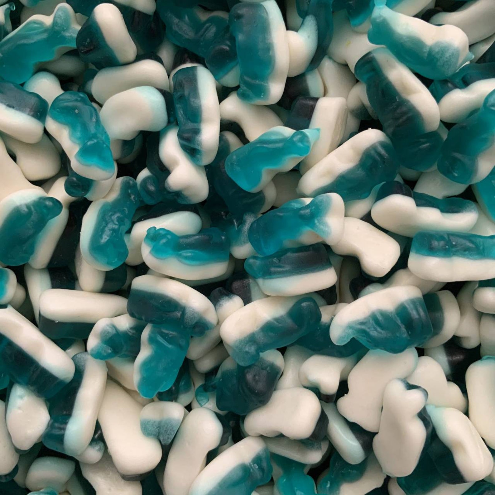 dolphin jelly dolphin jelly