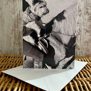 Photographie d&#39;un chien yorkshire terrier assis sur une selle sur un cavalier