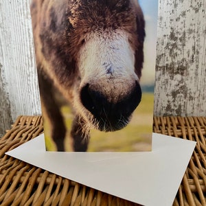 Ezelneus portretfoto blanco wenskaart voor alle gelegenheden