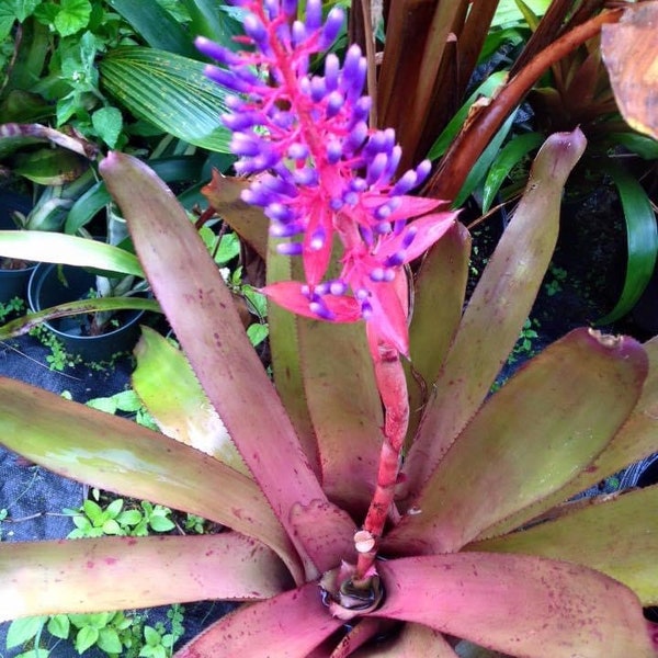 Bromeliad Portea Alatisepala ‘Purple’ pup