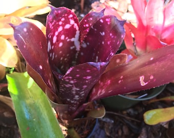 Bromeliad Billbergia ‘Beadleman’  pup