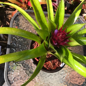 Bromeliad Aechmea Recurvata V. Recurvata image 4