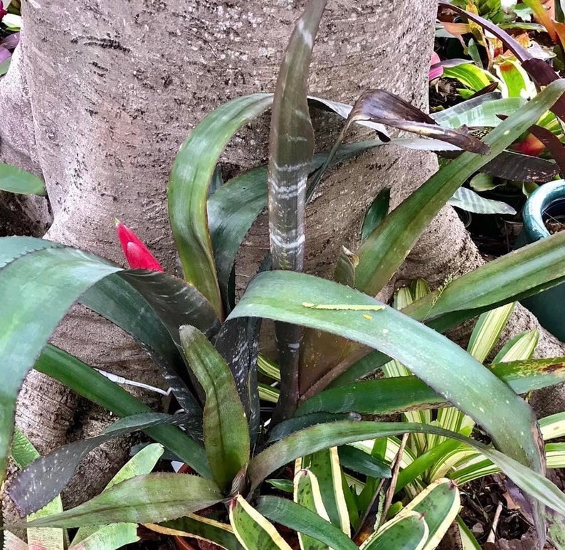 Bromeliad Billbergia VITTATA pup image 6