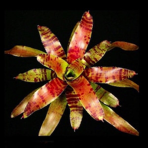 Bromeliad Neoregelia Blushing Tiger, small pup