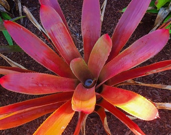 XNeorockia ‘Susana’ small Pup — Rare Bigeneric Neoregelia x Wittrockia Hybrid, Full Sun Color,
