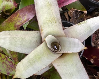 Hohenbergia ‘Purple Majesty’ small Pup — Rare Leopoldo-Hostii x Catingae Hybrid, Deep Purple Foliage, awesome Bloom Spike