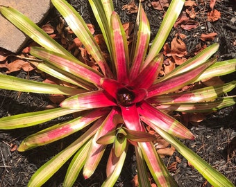 Neoregelia ‘Martin’ Pup — Chester Skotak Hybrid, Intense Pink in Full Sun, Fast Grower, Perfect Landscape Bromeliad