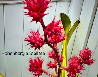 Bromeliad Hohenbergia Stellata, awesome pup