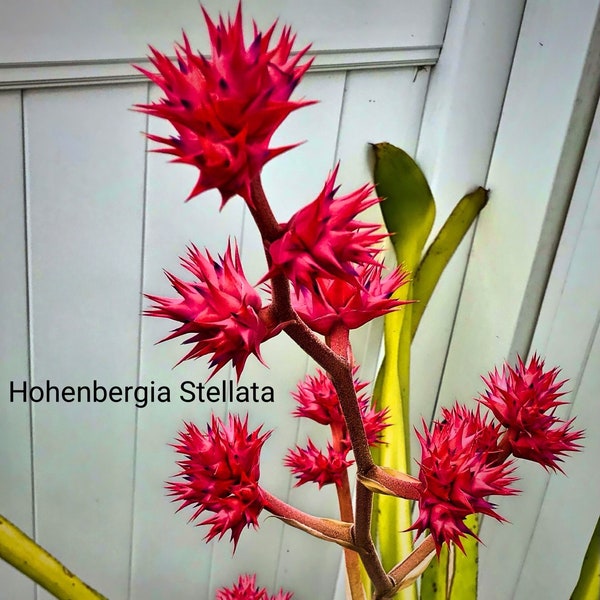 Bromeliad Hohenbergia Stellata, awesome pup