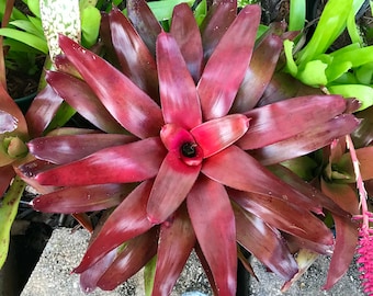 Neoregelia ‘Red Bird’ small size, beautiful offset — Deep Crimson Foliage, Flushes Red at Bloom, Easy Care Tropical