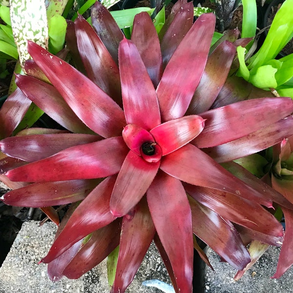 Bromeliad Neoregelia Red  Bird