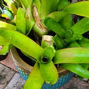 Bromeliad Aechmea Cephaloides small pup image 9