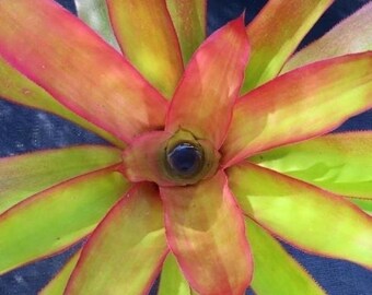 Bromeliad Androlepis 'Paradise’ small pup