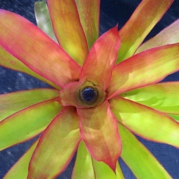 Bromeliad Androlepis 'Paradise’ small pup