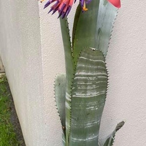 Bromeliad Billbergia VITTATA pup image 3