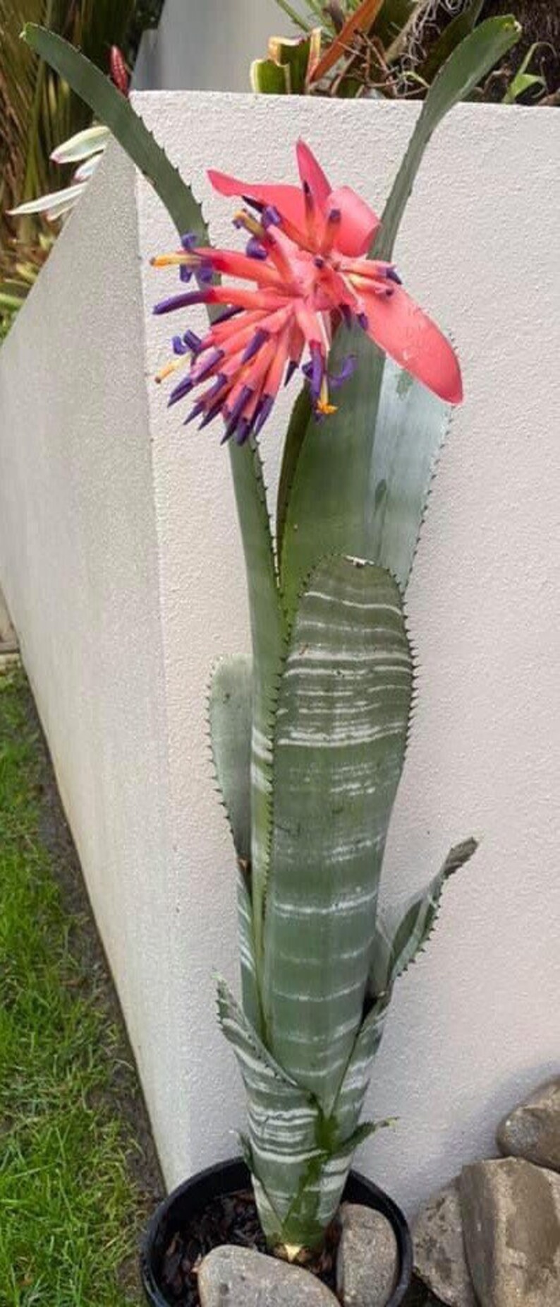 Bromeliad Billbergia VITTATA pup image 3