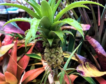 ozark beauty strawberry seeds Strawberries Everbearing 'Ozark Beauty' – Tristar Plants