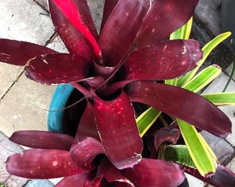 Bromeliad Billbergia Simpático, pup