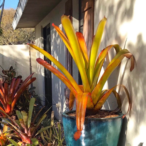 Bromeliads Aechmea Blanchetiana Orangeade small pup