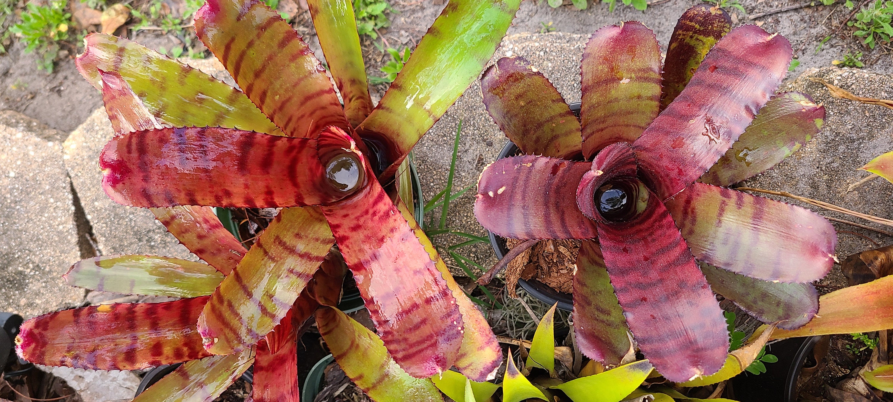 Buy Neoregelia 'grove's Red Tiger' Pup — Glossy Red Banded Hybrid