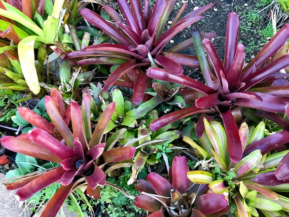 ブロメリア・エアープランツ Neoregelia Cruenta Sun King Neoregelia Cruenta Sun King - メルカリ