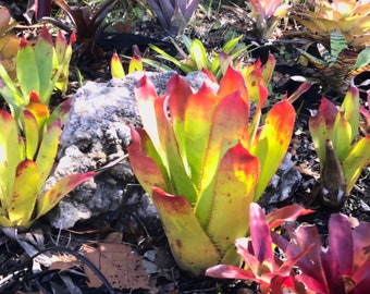 Bromeliads Aechmea Ampla Full Sun small green pup