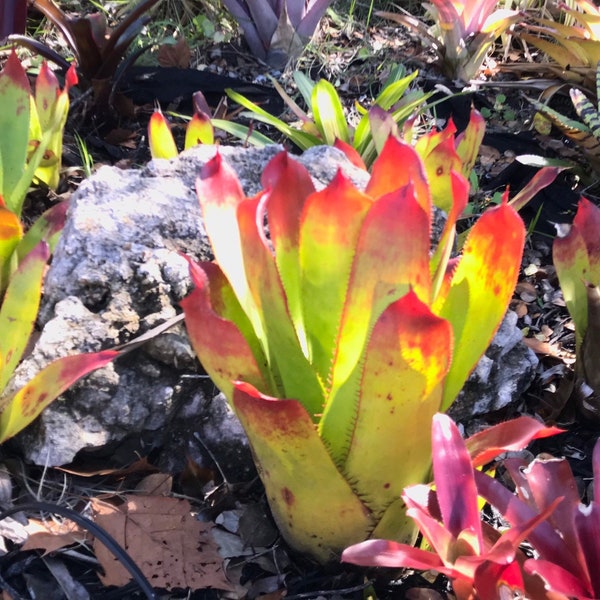 Bromeliads Aechmea Ampla Full Sun small green pup