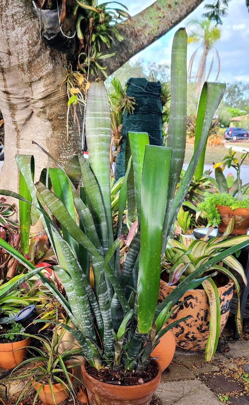 Bromeliad Billbergia VITTATA pup image 2