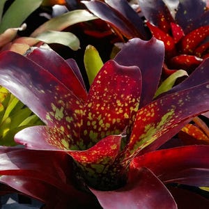 Bromeliad Neoregelia Bobby Dazzler