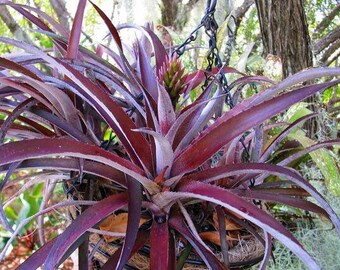 Bromeliad xCryptbergia Red Burst pups AKA xBiltanthus Red Burst