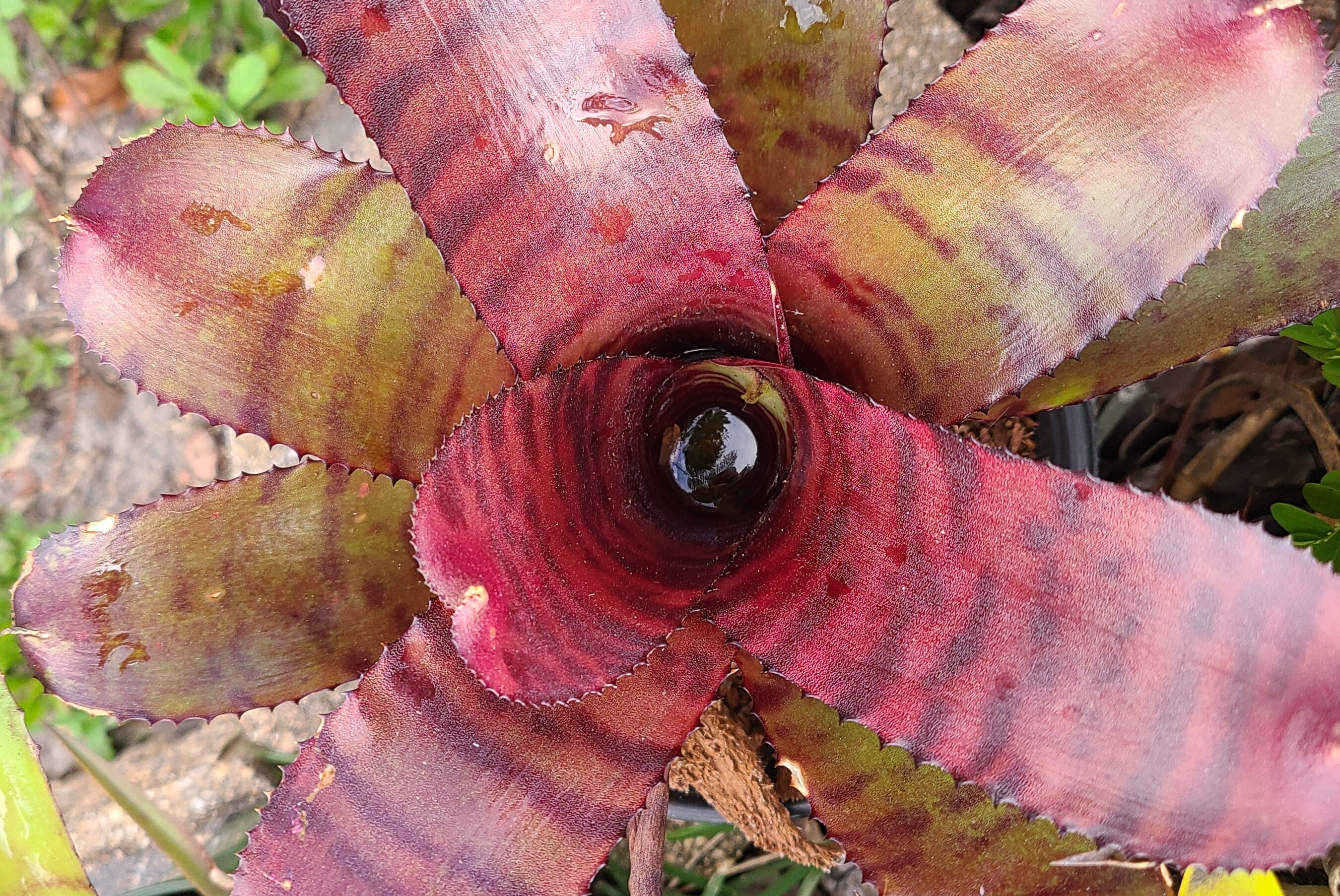 Bromeliad Neoregelia 'grove's Red Tiger' Small Offset - Etsy
