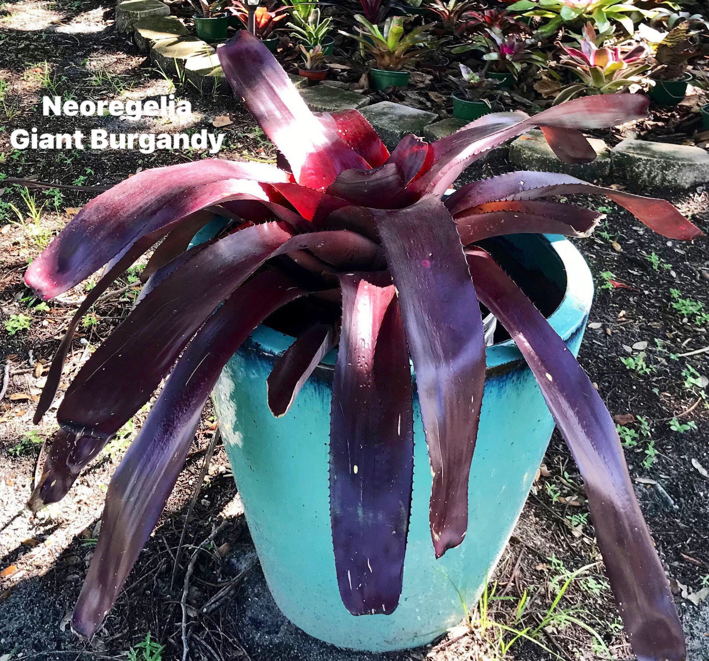 Neoregelia 