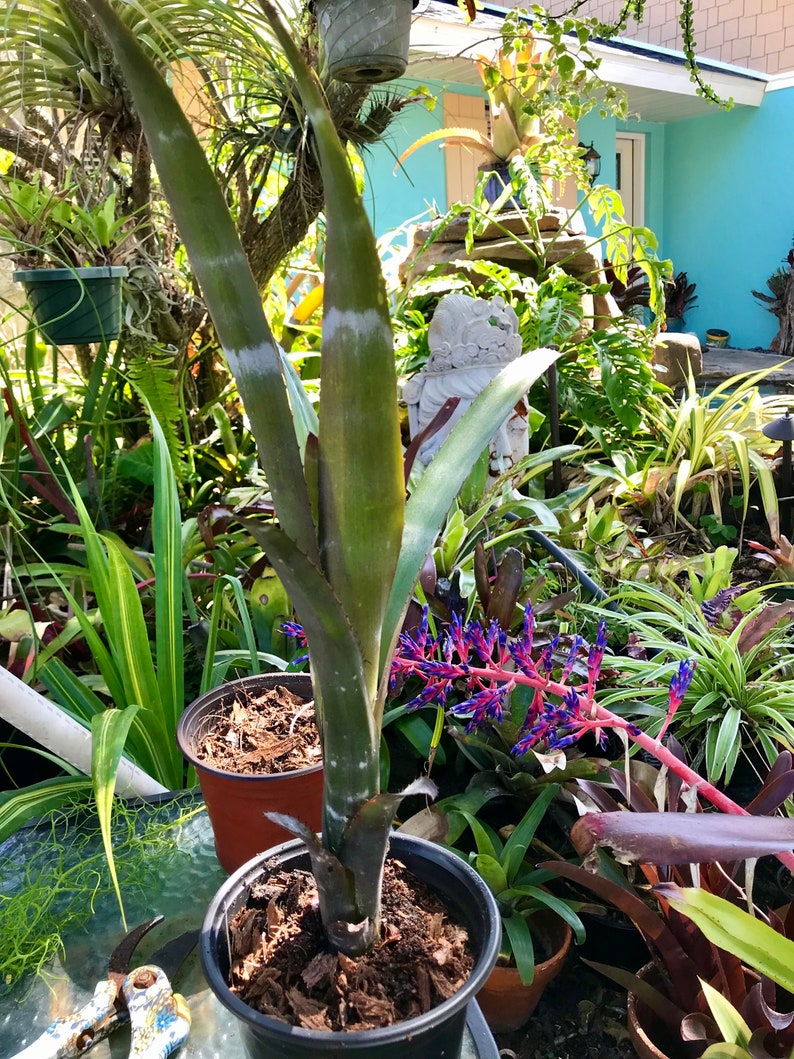 Bromeliad Billbergia VITTATA pup image 8